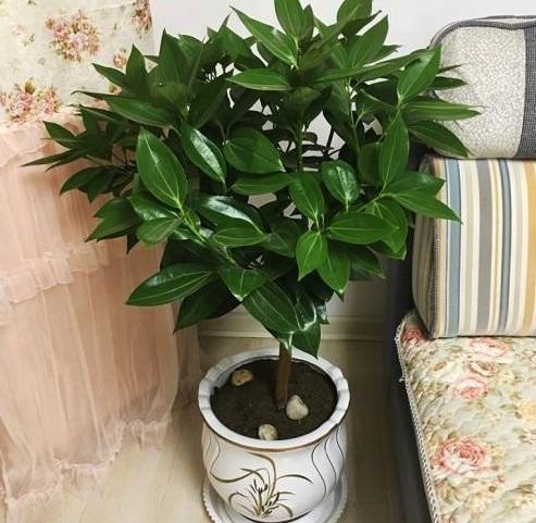 几种花不能养在“室内”，有人称它为“破财花”，不能生财