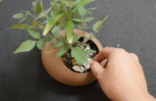 大蒜|在花盆里撒一点，不管养什么花根壮叶绿爆满盆，再难养的花也能活