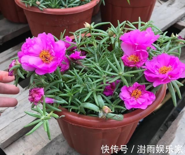 浇水|太阳花“牡丹”养一盆,浇水不用管,生息起伏,自生自灭