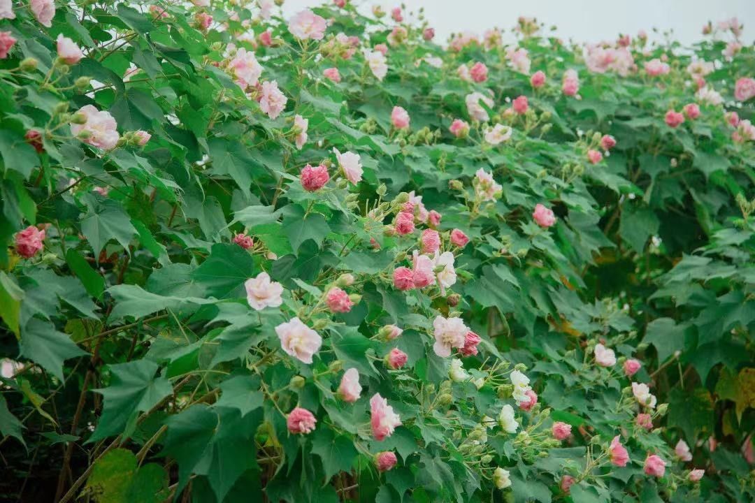 天府芙蓉园|C位出道！成都50000株芙蓉花开了