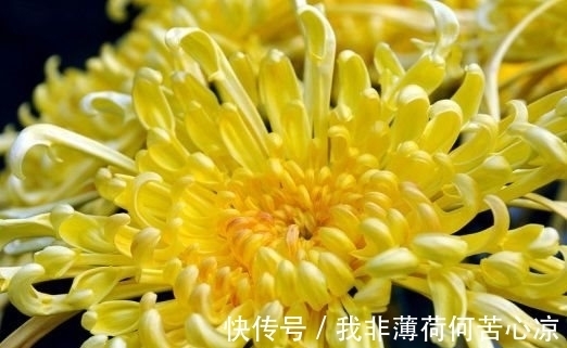 菊花|农历十一月大雪过后，养什么花？家里养3种花，幸福快乐万事顺意