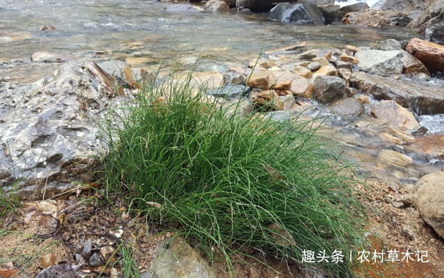 此物便是“无叶草”,若长在您家溪旁,切勿除掉,因为太珍贵了