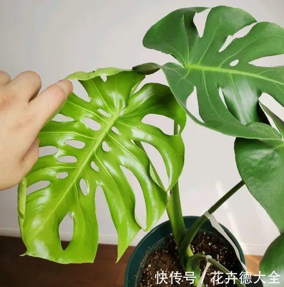 7种花,现在要砍头,冲天炮变成爆炸头