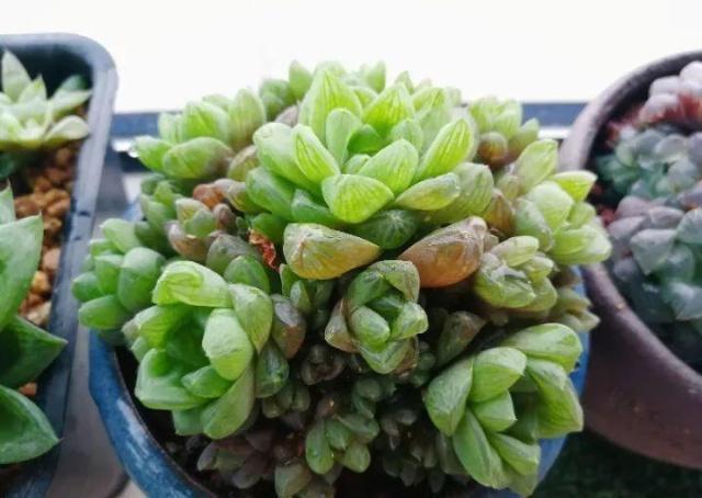 多肉懒得不长个狠心掐掉这里，呼呼冒出一堆新芽！