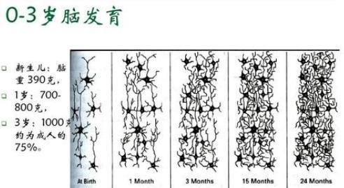 专注度|哈佛研究发现:孩子一生中有3次机会“变聪明”,家长别轻易错过