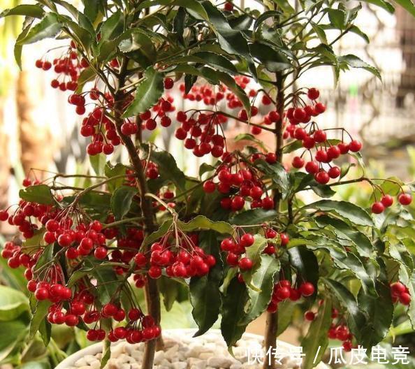 一种红果叫黄金万两,养啥招财树都不如养它,全年不掉果