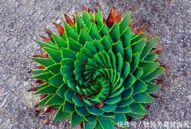 这个小盆栽居然卖600多万,快看看你家有没有!