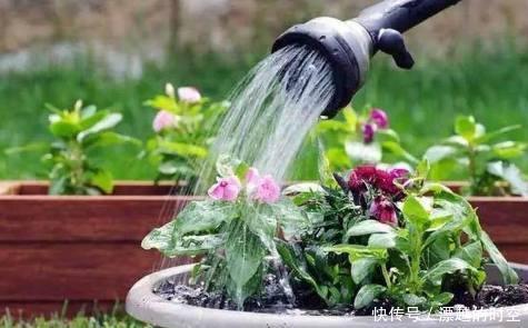 养花|夏天养花,别做几种“险事”,避免养一盆烂一盆