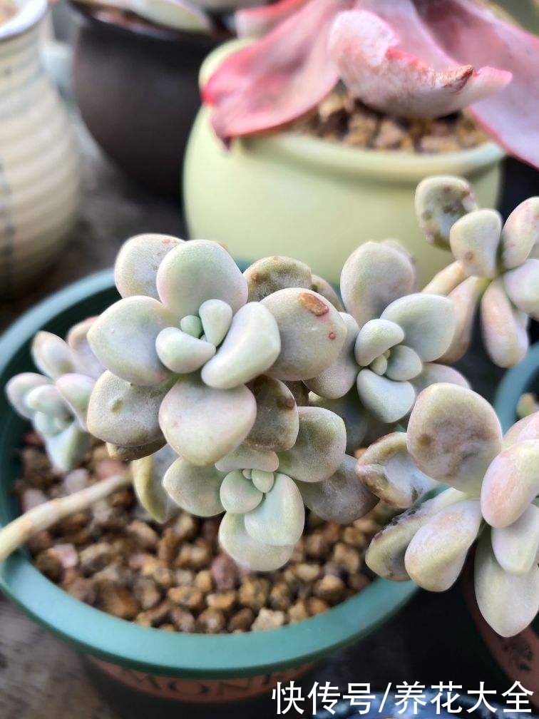 不耐晒的多肉，看看你家的有没有上榜，赶紧从太阳底下收起来