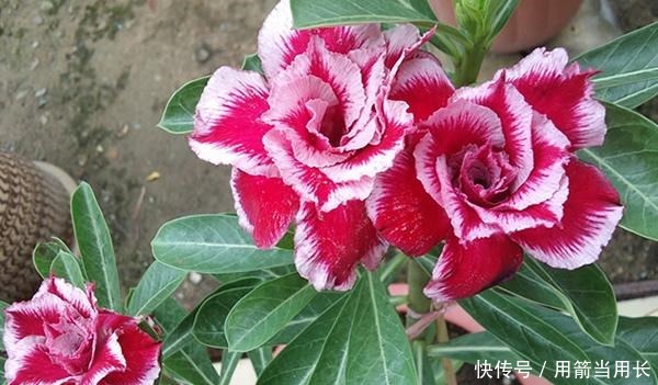 此花再贵,家中都要种2棵,号称“天下第一美”,一年花开230天!