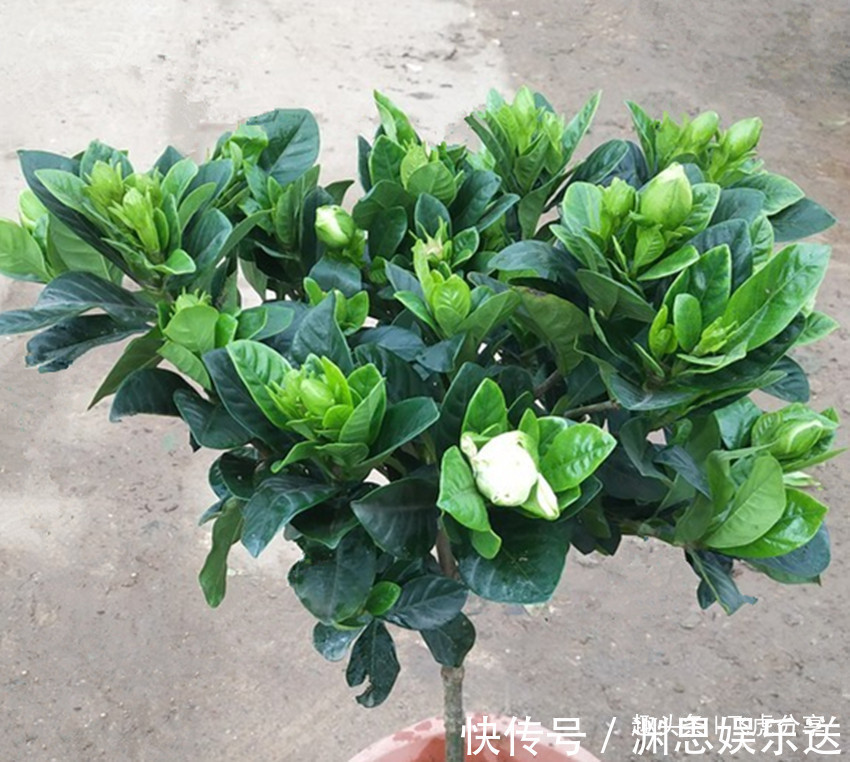 花友|到处都有的两种东西堪称养花神器,用后多年不烂根、不黄叶