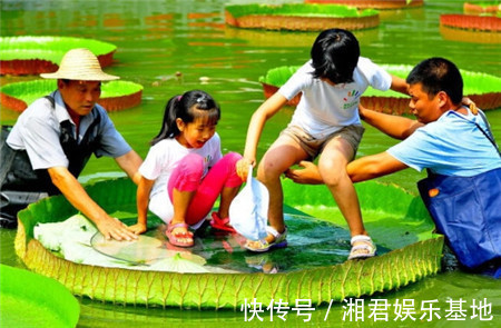 宝宝|男子将宝宝放在荷叶上,随后发生的事,让路人难以接受
