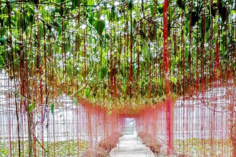 人养花,花也养人,4种花养家里,专吸甲醛、二手烟,快养起来吧