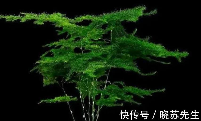 家里文竹这样养,叶片一年四季常绿,美观又大方