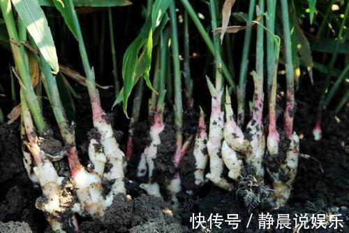 养殖|冬天怎能缺的了“它”，扔在水里还能发芽，几月就能长成老桩