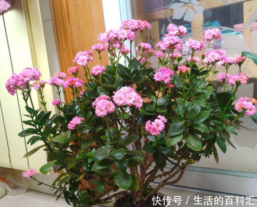 顶芽|高手养长寿花的4点“干货”,将它养成“巨无霸”,开成长寿花树