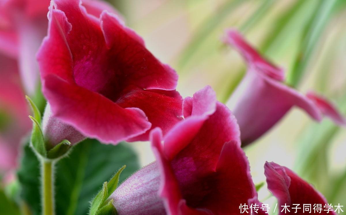 漂亮|五种简单好养的漂亮省心花,不招虫、不生病!居家养花别错过