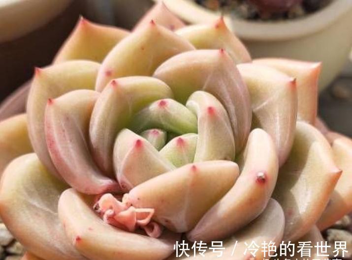10月养多肉,5种情况需要翻盆,简单3步,生根快重新变美