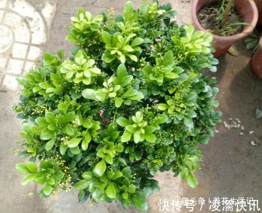 新买的米兰花,没多久就黄叶,需要注意“2点”就能避免