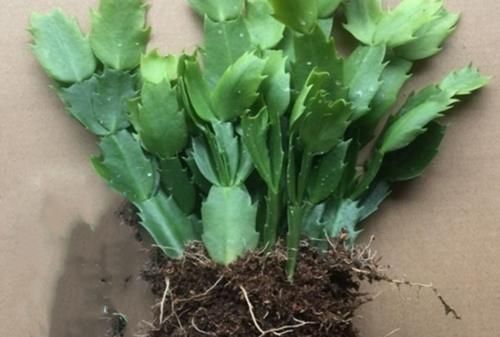 蟹爪兰和君子兰怎么能越养越好?做好三件事,和绿萝一样好养