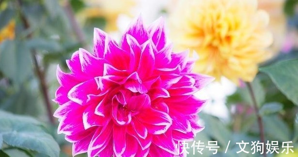 透水性|大丽花怎么养从选盆开始教你“5步走”,轻松开爆盆