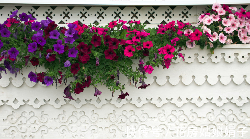 夏天到了,很多花卉准备睡觉了,这4种花却越活越精神,花开满盆