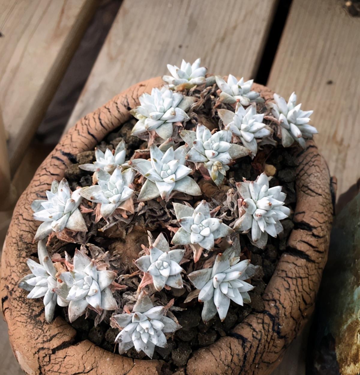 盆栽|多肉植物白菊了解一下,养护要点要知道,出状态