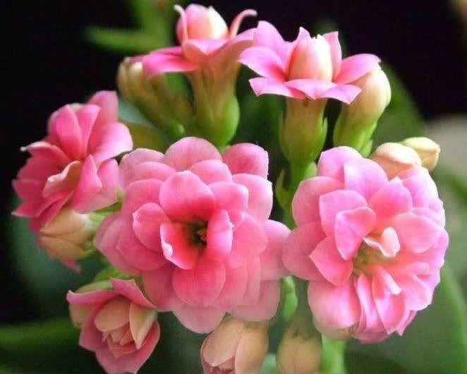 聪明人都养5种花,迷人的花朵,开满整个花盆,快养起来吧!