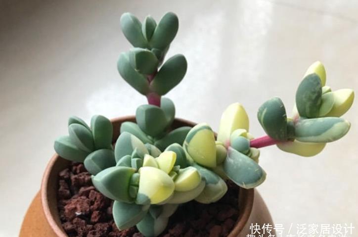 养护|多肉黄金鹿角海棠就是鹿角海棠锦,但假的特别多,分不清就会被坑