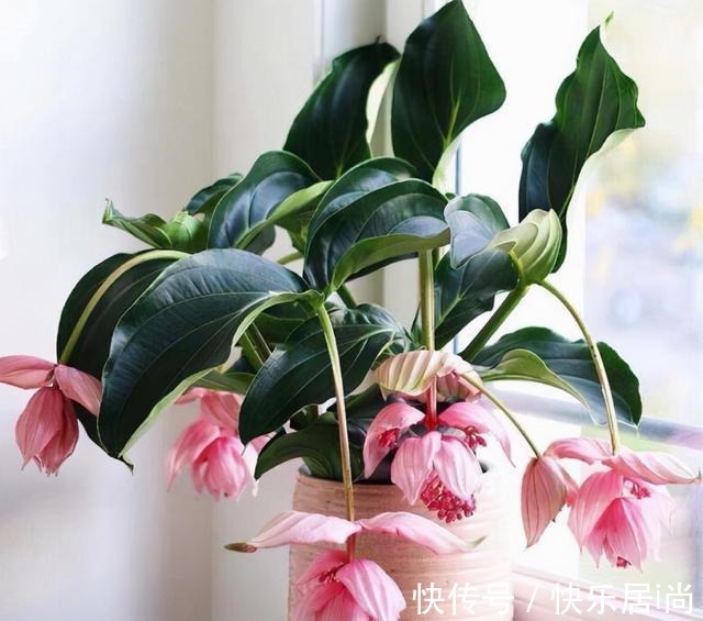 3种花很昂贵,也很“娇贵”,买回家“难伺候”,但太想要了!