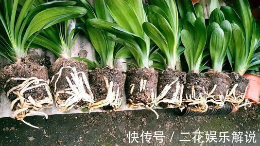 什么啤酒水、骨头渣都不如“1种臭臭肥”,君子兰吃了“猛长个”