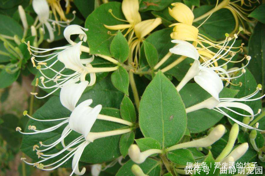 金银花和山银花的区别，认识一下，根据需要，可以区分就好