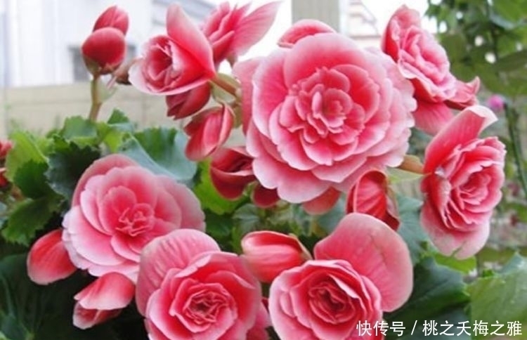 家里养上4种花，四季繁花似锦，花姿妖娆，颜值超高的