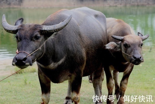 佳偶良缘|属牛人和这两大生肖做夫妻，再穷也早富，数钱不累！