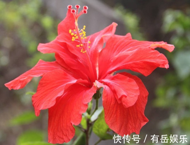 懒人想养花必备4种,开花多,耐光照,新手小白也能养爆盆