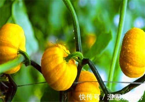 白刺果|女性过了30岁,推荐吃4种食物,滋阴补气,补血养颜,滋补身体