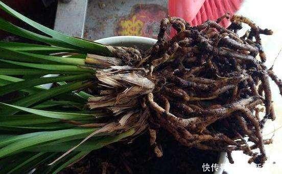 海绵|刷碗布、老丝瓜别扔了,垫在花盆底,叶子油亮,根系健康!