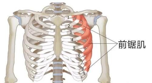 维持肩关节稳定的前锯肌如何练习 瞄准前锯肌练习的三种方法 快资讯