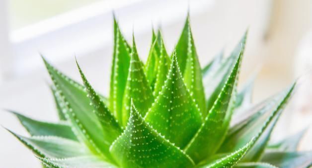 大户人家爱养“三植物”,一开花就有好事情,遇水疯长“寓意好”