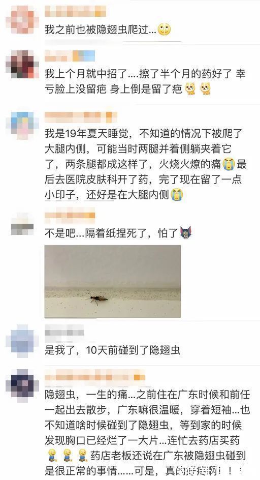 隐翅虫皮炎|遇到这种虫千万别拍死