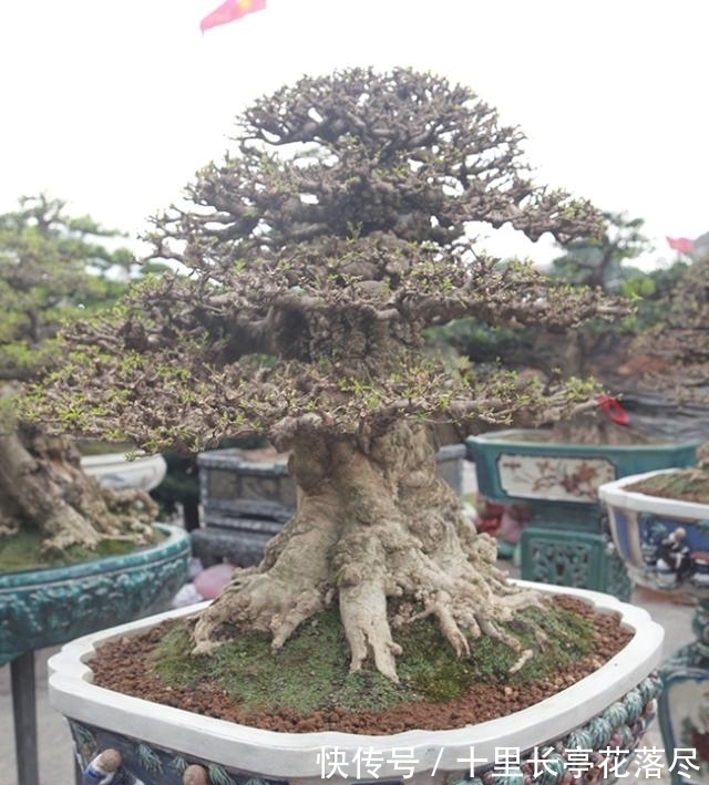 男子出售家中几代人培育的盆景树，要价153万希望找到好买家