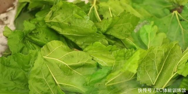 桑树全身都是宝,小慢教你桑叶新吃法,好吃营养又健康