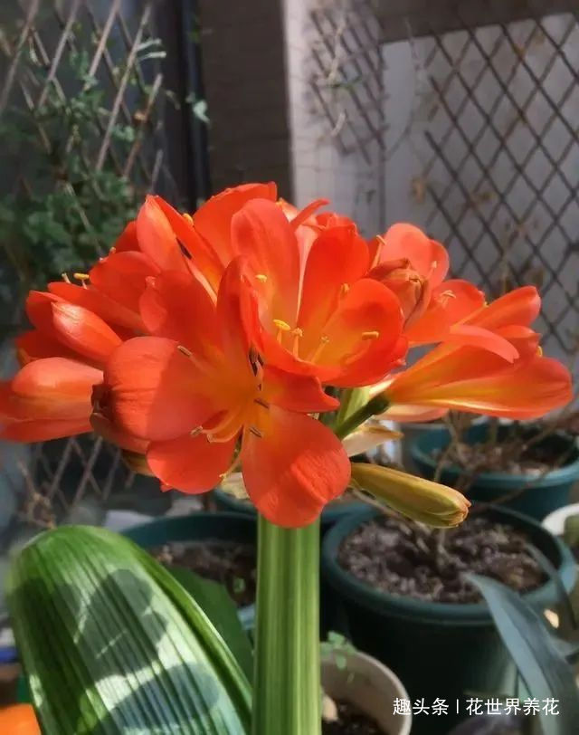 养君子兰,摆放有讲究,错放4位置,叶片发黄打蔫长不好!