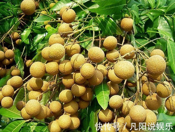 中老年人|秋天常吃此物，一颗等于一只鸡，9种吃法莫错过！