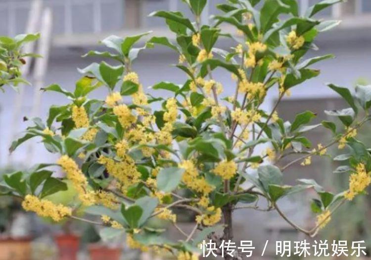 阳台|此款花卉,好养易爆盆,花叶俱美,养盆放阳台美极了