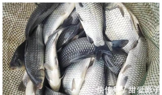 鱼儿|阴天出去垂钓,这几点做好了,渔获想少都难