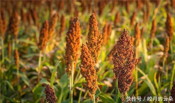 领品|领品勇Y6酱香酒干货满满!优质酱香酒的七条选购指南