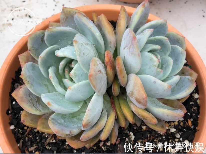 秋天|别以为立秋了,多肉就安全了,还有“秋老虎”,不要掉以轻心哦