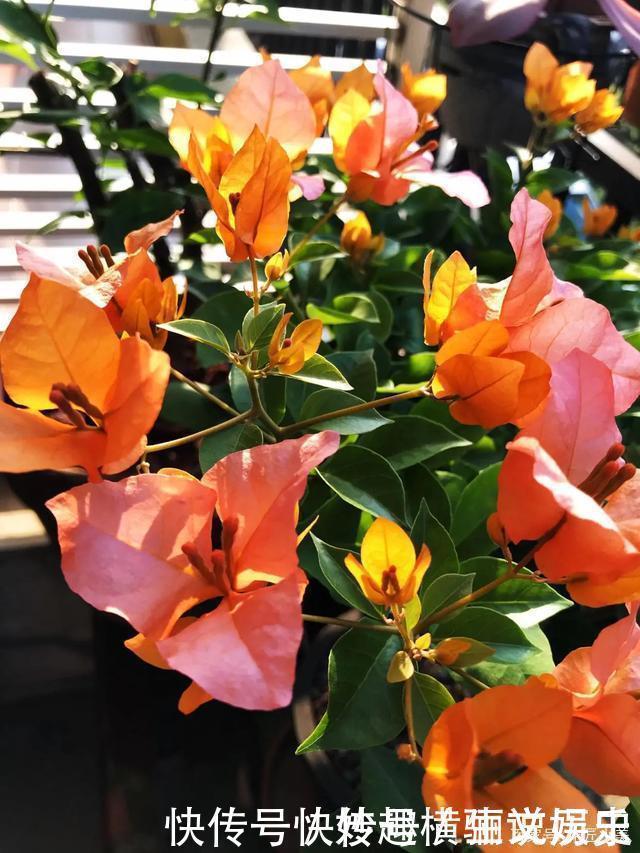 45种三角梅品种,红、橙、黄、绿、白、紫,每一种都很好看!