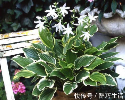 花杀手|刚带回家的花，做好这件事很关键，不然长不好还黄叶，别忽视！
